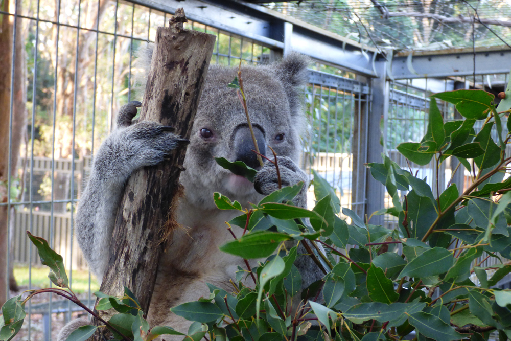 癒しの写真、食事中のコアラです