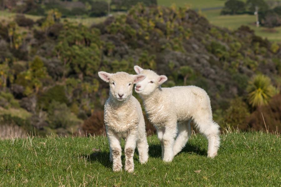 lanolips-review-lambs
